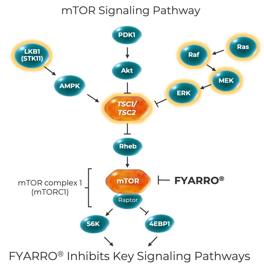 mtor-graphic