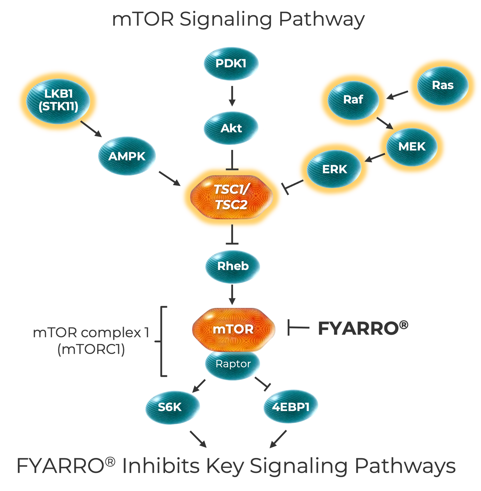 mtor-graphic