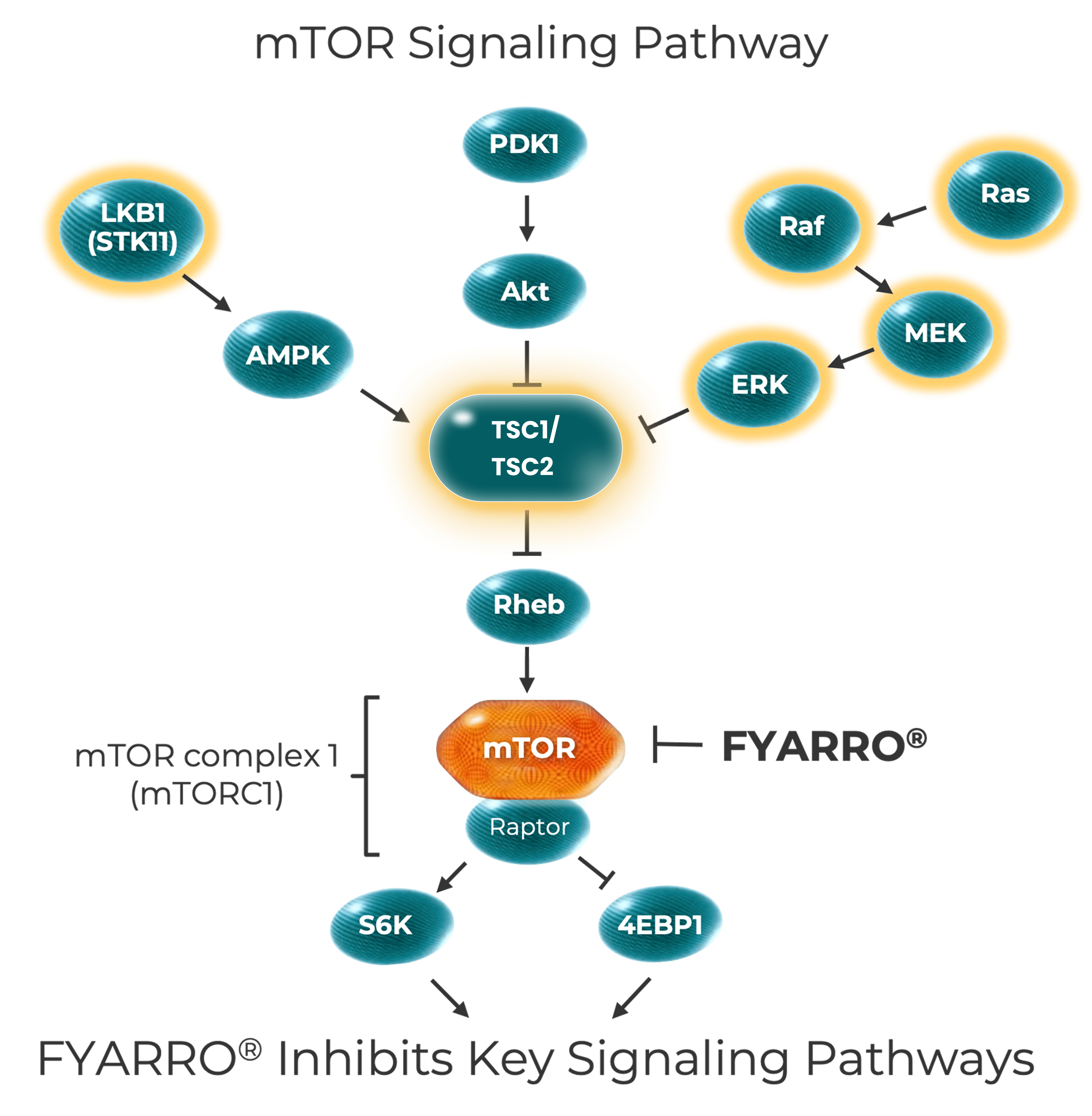 mtor-graphic