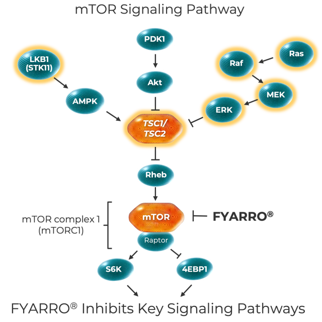 mtor-graphic